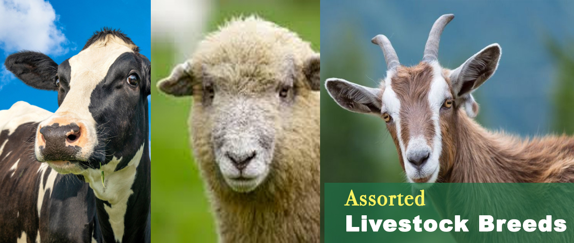 reliable transportation